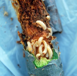 white pine weevil larvae